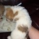 Bichon X Russell puppies