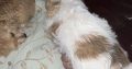 Bichon X Russell puppies