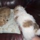 Bichon X Russell puppies