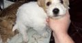 Bichon X Russell puppies