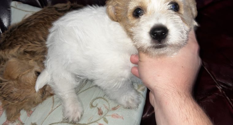 Bichon X Russell puppies