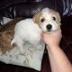 Bichon X Russell puppies