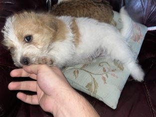 Bichon X Russell puppies