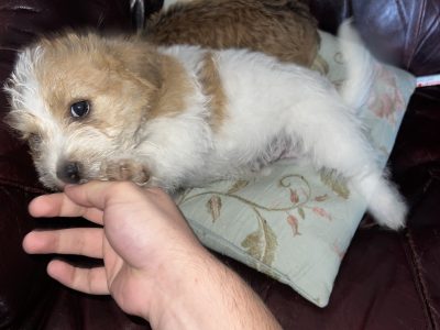 Bichon X Russell puppies