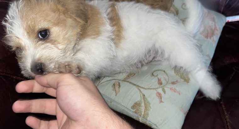 Bichon X Russell puppies