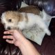 Bichon X Russell puppies