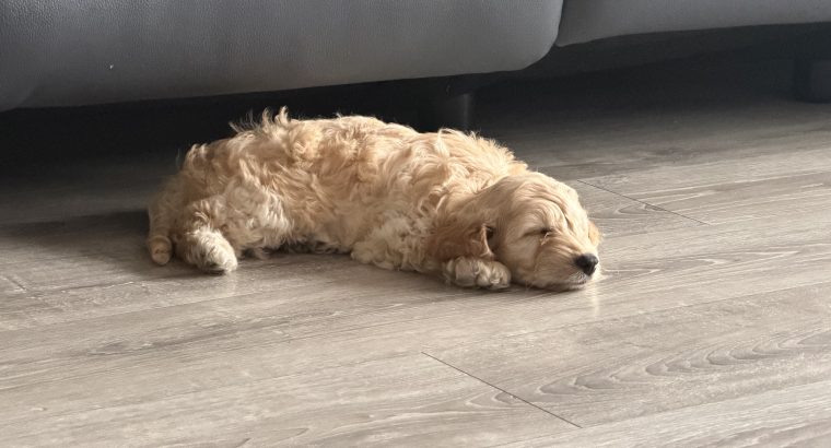 Beautiful male cockapoo puppy looking for a new home