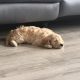 Beautiful male cockapoo puppy looking for a new home