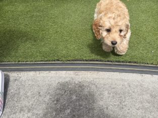Beautiful male cockapoo puppy looking for a new home