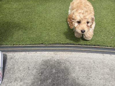 Beautiful male cockapoo puppy looking for a new home