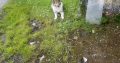 ROUGH COLLIE PUPS