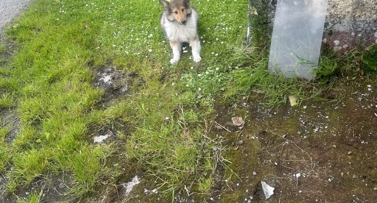 ROUGH COLLIE PUPS