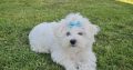 Beautiful Purebred Maltese Pup