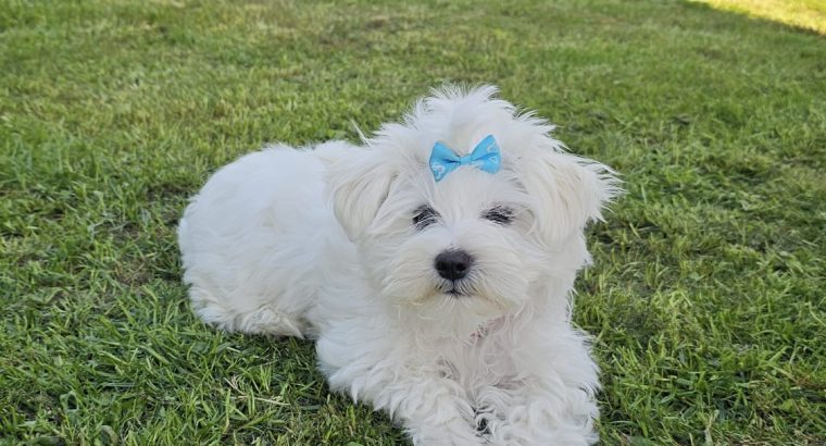 Beautiful Purebred Maltese Pup
