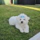 Beautiful Purebred Maltese Pup