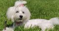 Beautiful Purebred Maltese Pup