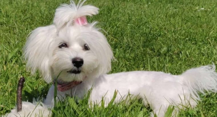 Beautiful Purebred Maltese Pup