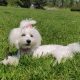 Beautiful Purebred Maltese Pup