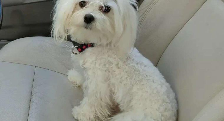 Beautiful Purebred Maltese Pup
