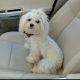 Beautiful Purebred Maltese Pup