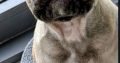 One Adorable IKC Male French Bulldog in Galway
