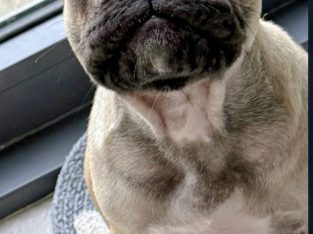 One Adorable IKC Male French Bulldog in Galway