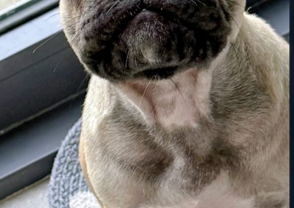 One Adorable IKC Male French Bulldog in Galway