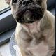 One Adorable IKC Male French Bulldog in Galway