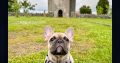 One Adorable IKC Male French Bulldog in Galway