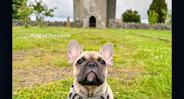 One Adorable IKC Male French Bulldog in Galway
