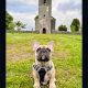One Adorable IKC Male French Bulldog in Galway