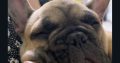 One Adorable IKC Male French Bulldog in Galway