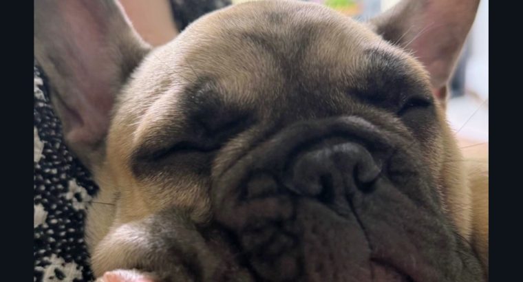 One Adorable IKC Male French Bulldog in Galway