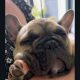 One Adorable IKC Male French Bulldog in Galway