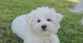 Beautiful Purebred Maltese Pup