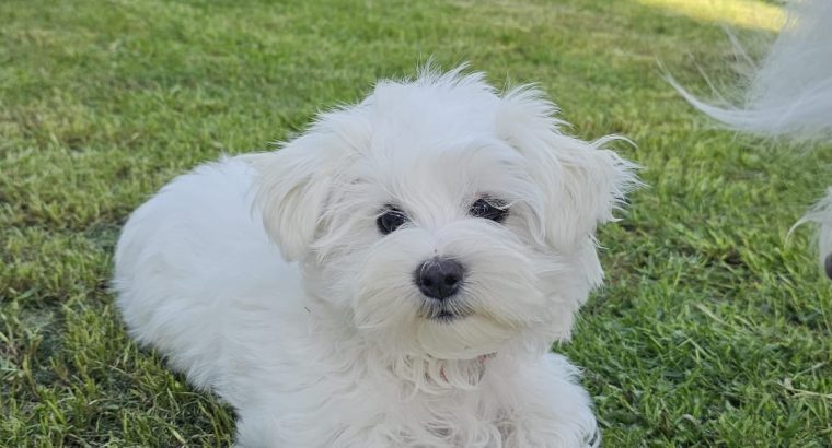 Beautiful Purebred Maltese Pup