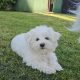 Beautiful Purebred Maltese Pup