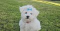 Beautiful Purebred Maltese Pup