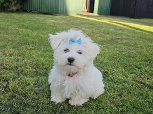 Beautiful Purebred Maltese Pup