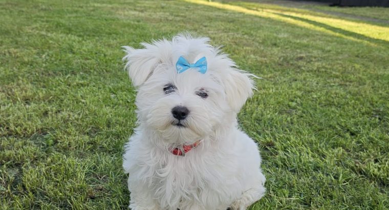 Beautiful Purebred Maltese Pup