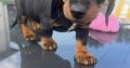 Dachshund puppies
