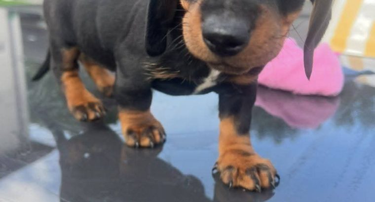Dachshund puppies