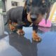Dachshund puppies