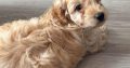 Beautiful male cockapoo puppy looking for a new home