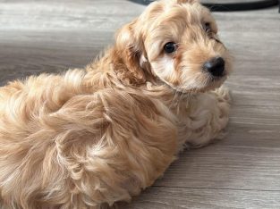 Beautiful male cockapoo puppy looking for a new home