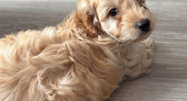 Beautiful male cockapoo puppy looking for a new home