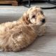 Beautiful male cockapoo puppy looking for a new home