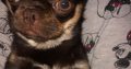 Male Chihuahua puppy 6 months old in Dublin