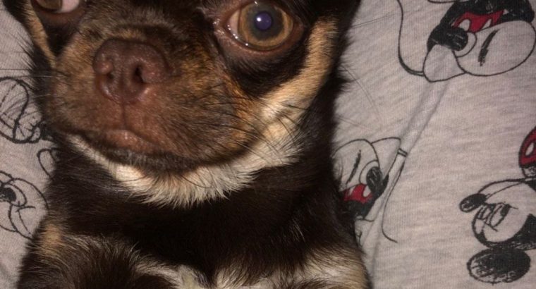 Male Chihuahua puppy 6 months old in Dublin