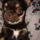 Male Chihuahua puppy 6 months old in Dublin